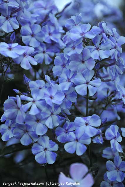 Phlox paniculata Gzhel.JPG