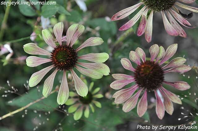 Echinacea Green Envy (21).JPG