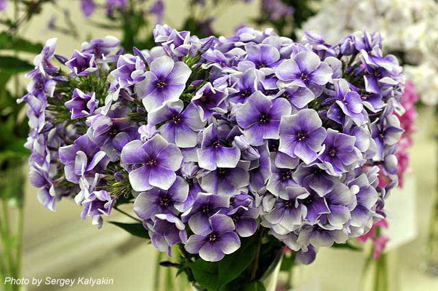 Phlox paniculata Alexei Lensky (5).JPG