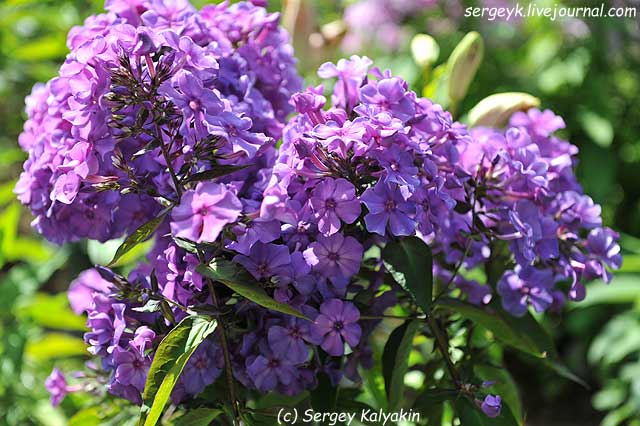 Phlox paniculata Blauer Morgen (8).JPG