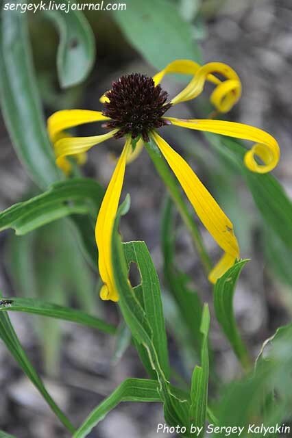 Echinacea paradoxa.JPG