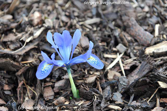 Iridodictyum reticulatum Lady Beatrix Stanley  (2).JPG