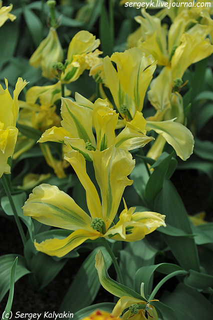Tulipa viridiflora Golden Artist (1).JPG