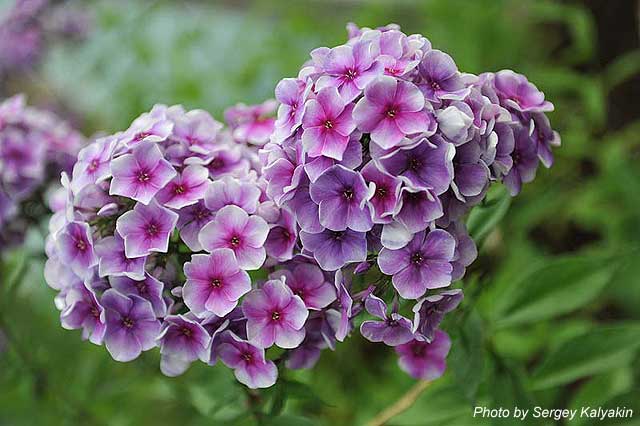 Phlox paniculata Aleksei Lensky (13).jpg