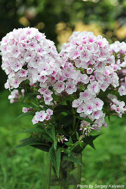 Phlox paniculata Volshebnaya Fleita (19).JPG