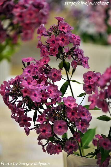 Phlox paniculata Classic Cassis (2).JPG