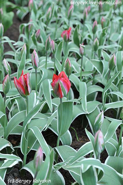 Tulipa viridiflora Esperanto (2).JPG