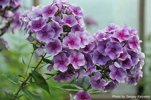 Phlox paniculata Aleksei Lensky (1).jpg