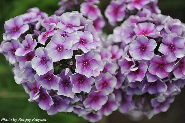 Phlox paniculata Aleksei Lensky (9).jpg