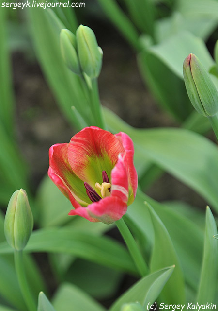 Tulipa viridiflora Red Springgreen (6).JPG
