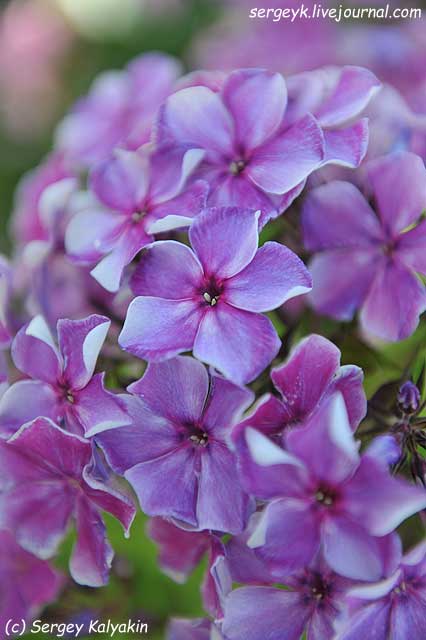 Phlox paniculata Ugrum-Reka.JPG