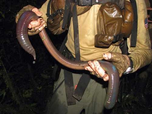 Австралийский гигантский дождевой червь (лат. Megascolides australis) (англ. Giant  earthworm)