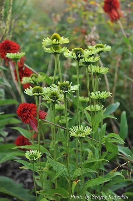 Echinacea Green Juwel (7).JPG