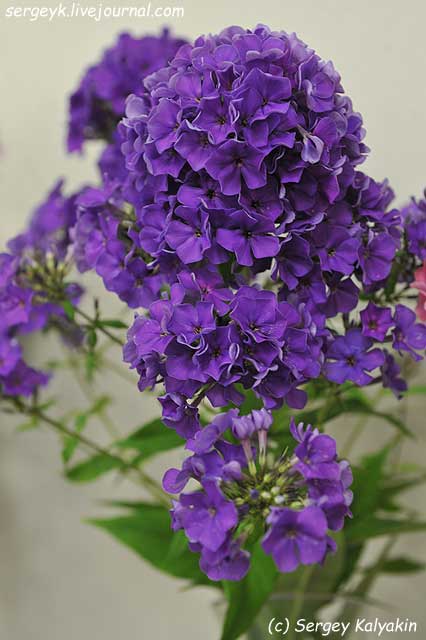 Phlox paniculata Gardemarin (3).JPG