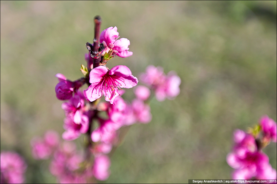 Цветение персиковых садов в Крыму