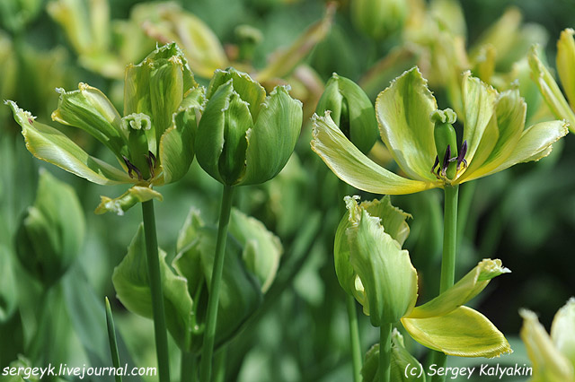 Tulipa Green Jay.JPG