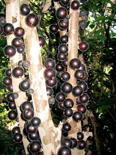 Виноградное дерево, Jabuticaba