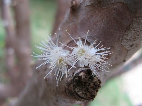 Виноградное дерево, Jabuticaba