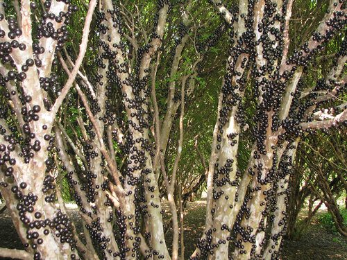 Виноградное дерево, Jabuticaba