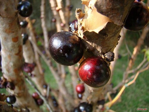 Виноградное дерево, Jabuticaba