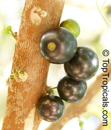 Виноградное дерево, Jabuticaba