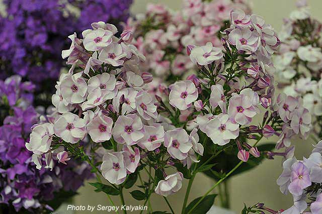 Phlox paniculata Malinovy Desert (3).JPG