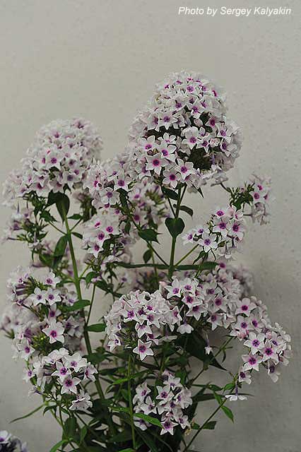 Phlox paniculata Sretenka (2).JPG