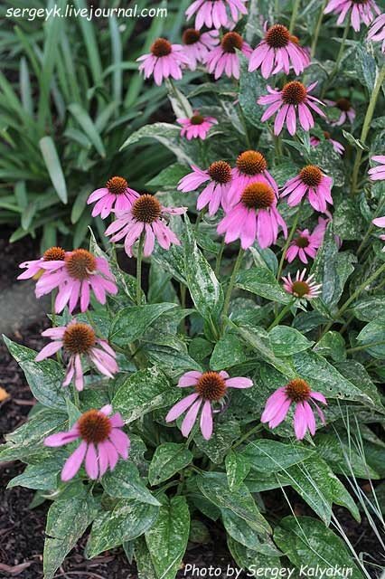 Echinacea Little Hedgehog.JPG