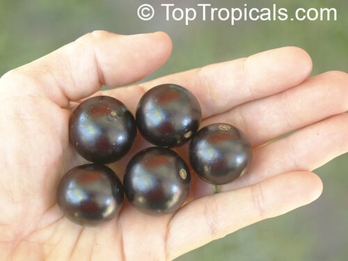 Виноградное дерево, Jabuticaba