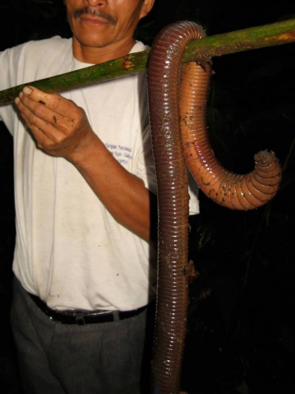 Австралийский гигантский дождевой червь (лат. Megascolides australis) (англ. Giant  earthworm)