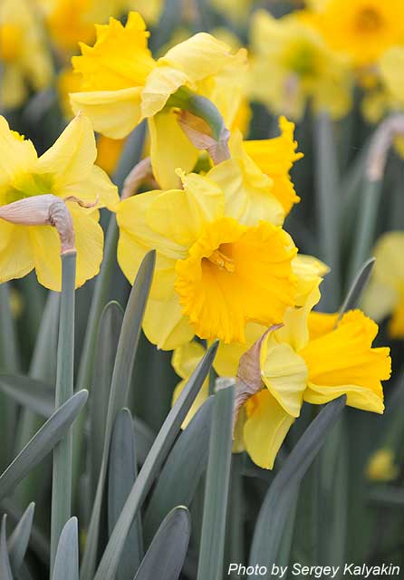 Narcissus Golden Harvest.JPG