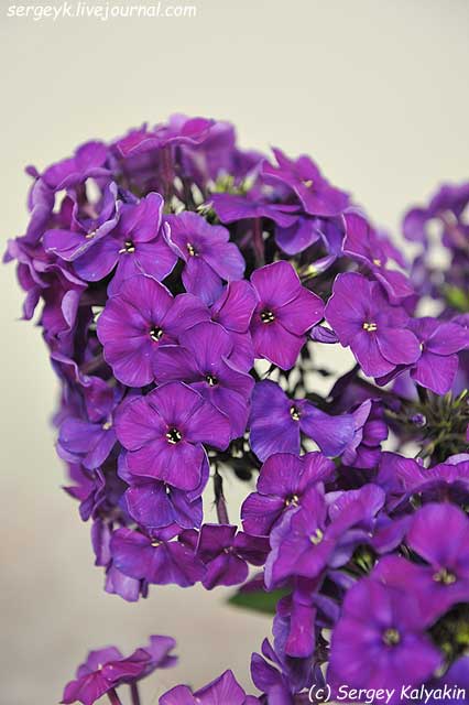 Phlox paniculata Taina.JPG