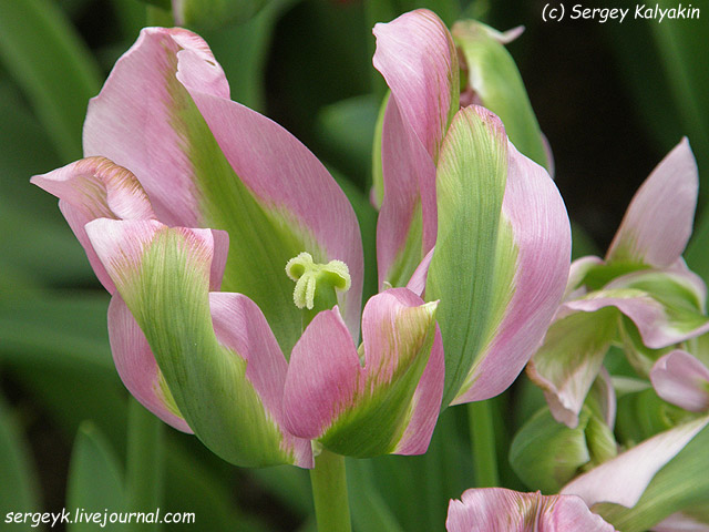Tulipa viridiflora Nightrider.JPG
