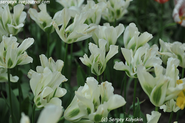 Tulipa viridiflora Spring Green (7).JPG
