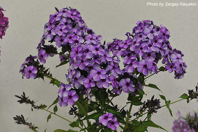 Phlox paniculata Huligan (3).JPG