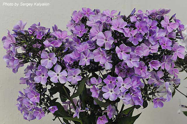 Phlox paniculata Vasilyevsky Ostrov (1).JPG