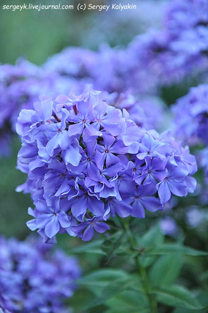 Phlox Gordost Rossii (2).JPG