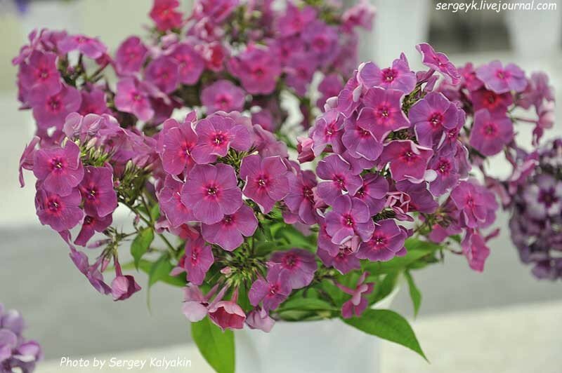 Phlox paniculata Traviata.JPG