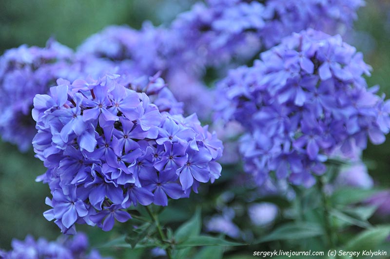 Phlox Gordost Rossii (1).JPG