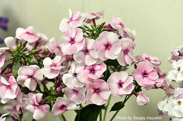 Phlox paniculata Desert Klubnichnyi (3).JPG