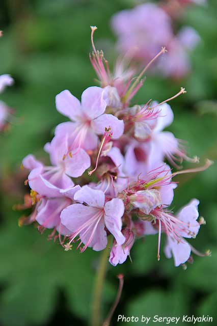 Geranium macrorrhizum Ingwersen (3).JPG