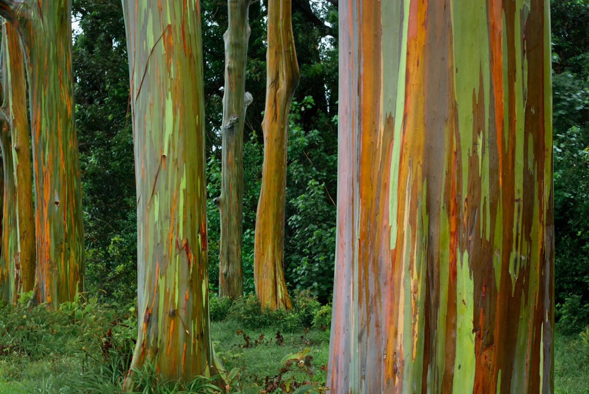 Eucalyptus deglupta