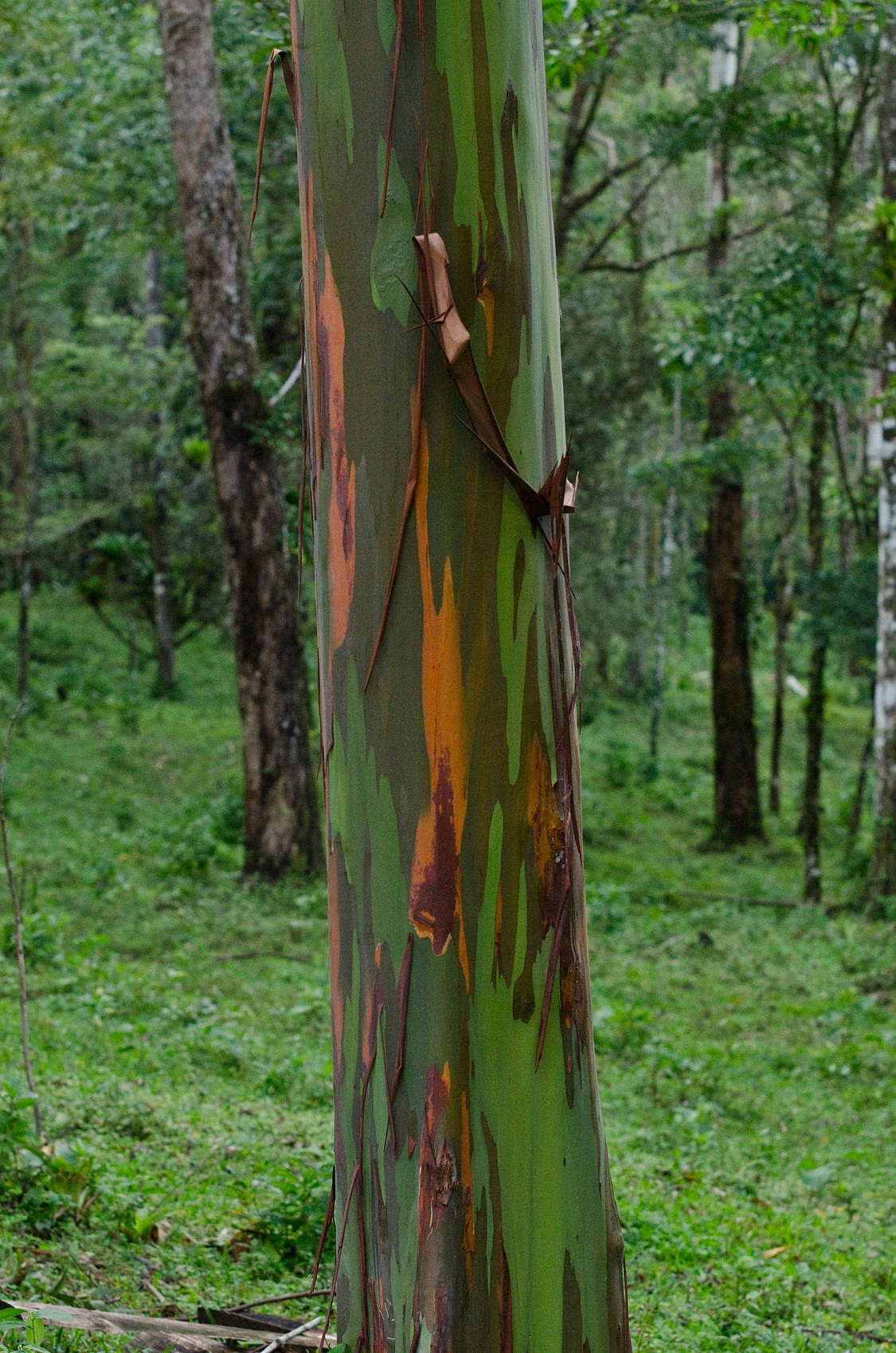 Eucalyptus deglupta