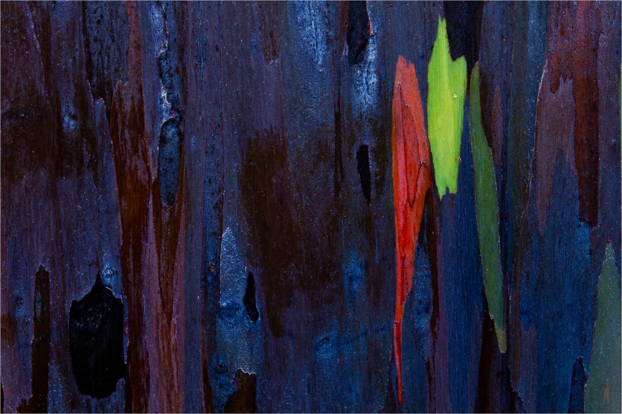 Rainbow Eucalyptus (Eucalyptus deglupta)