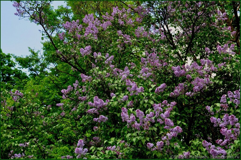 Сирень фото и описание кустарника. Сирень Бюффон. Куст сирени с плодами. Сирень куст круглолистный. Сирень обыкновенная кустарник.