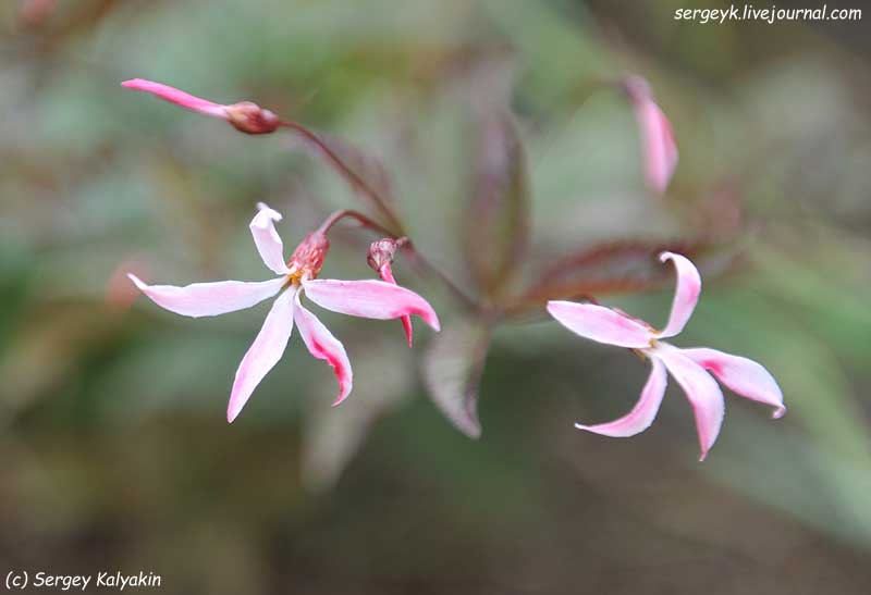 9 Gillenia trifoliata Pink Profusion (11).JPG