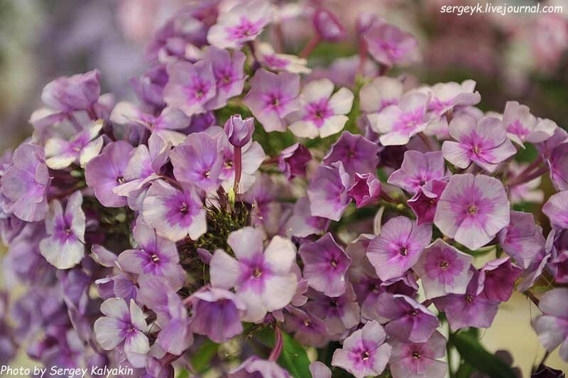 Phlox paniculata Florans (2).JPG