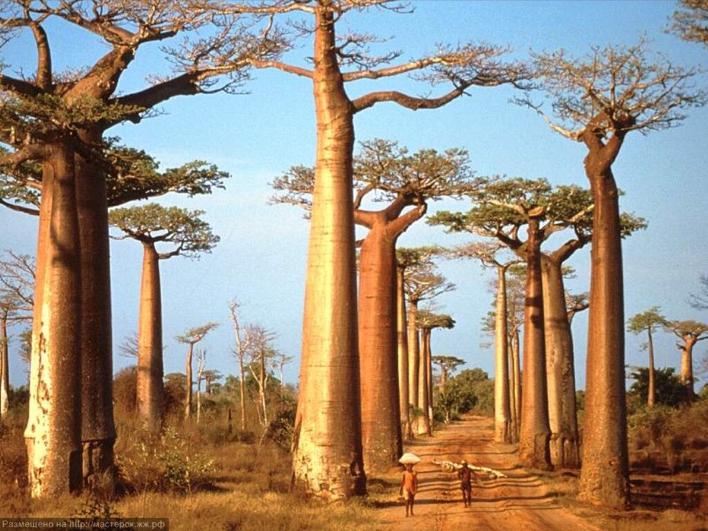 Baobab and Wildebeests