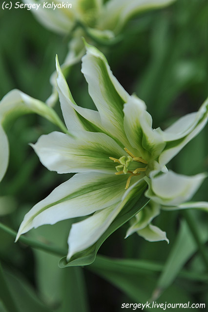 Tulipa viridiflora Greenstar (4).JPG