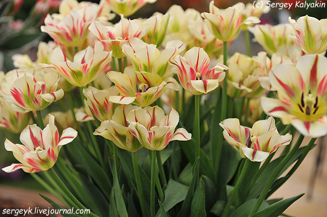 Tulipa viridiflora Flaming Springgreen (2).JPG